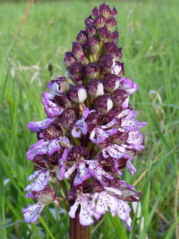 Orchis purpurea